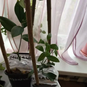 Мои саженцы